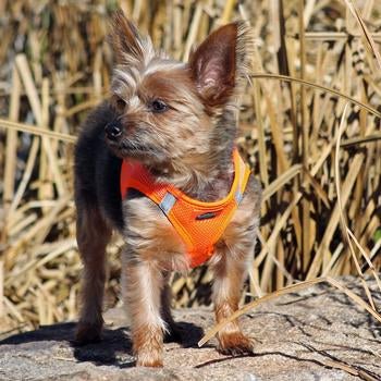 Doggie Design Choke Free Step In Mesh Harness - Pairs Pawfectly With undercollar® - Memory Frame™